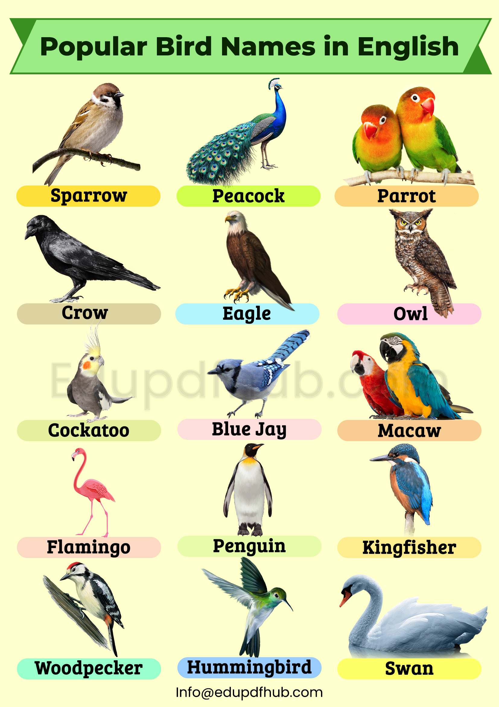 Popular Bird Names